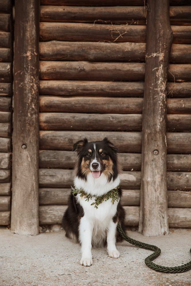 Yerbabuena es pet-friendly